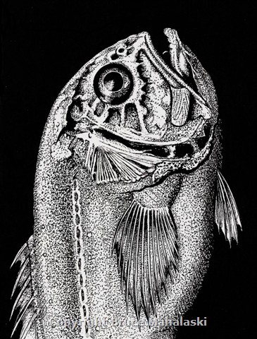 010 - Orange roughy - detail of head